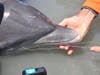 A bottlenose dolphin calf became entangled in fishing line. 
