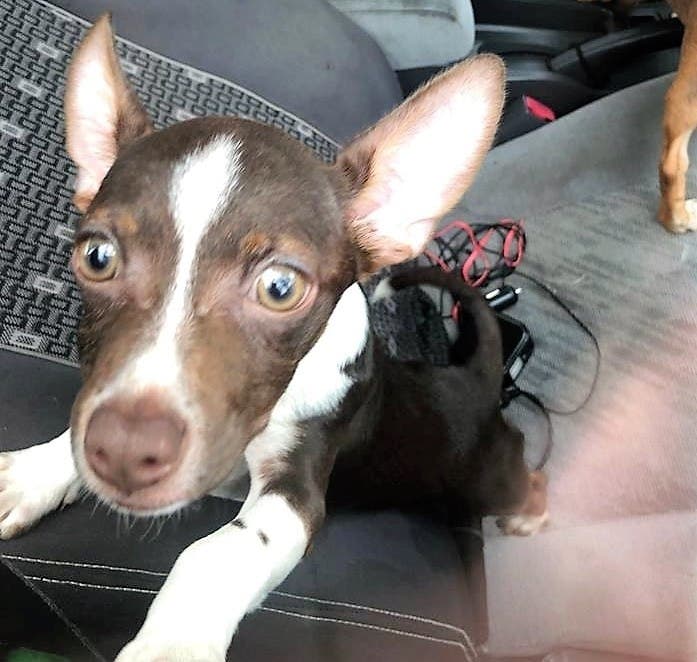 https://patch.com/img/cdn20/users/22976176/20190627/032205/styles/patch_image/public/puppy1___27150930938.jpg