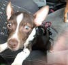 A puppy begs to be rescued by Hillsborough County Sheriff's deputies. 