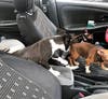 Deputies found three puppies locked in a hot car. 