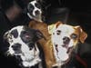 Three pups wait while their elusive litter mate is captured. 