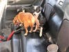 Three pups wait while their elusive litter mate is captured. 
