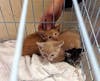 Police also rescued a litter of kittens that were stranded in a boat. 