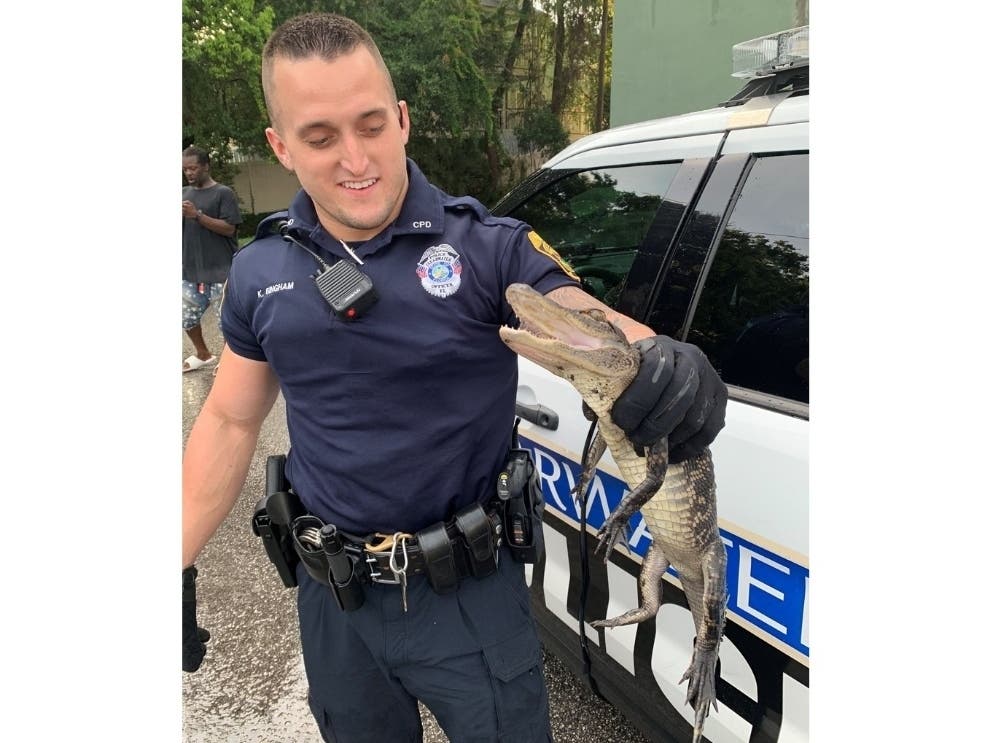 Clearwater Police Officer Kyle Bingham had no problem taking this intruder into custody. 