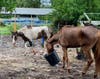 Five horses were found starving and sick on a property in Ruskin. 