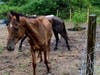 Five horses were found starving and sick on a property in Ruskin. 