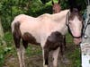 Five horses were found starving and sick on a property in Ruskin. 