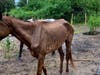 Five horses were found starving and sick on a property in Ruskin. 