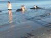 It appears the five distressed whales beached themselves early Monday morning.