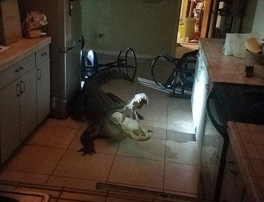 An alligator invaded Mary Wischhusen's condominium May 31. 