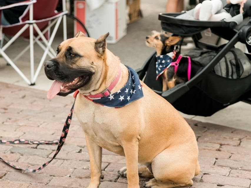 Patriotic pups participate in Tampa's Boom By the Bay July 4. 
