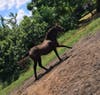 Storm By Me is one of two horses stolen from a property in Citrus Park.