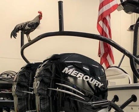 Fire Crew Gets Cocky; Rooster Appoints Himself Mascot | Bloomingdale ...