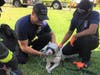Firefighters save a puppy Tuesday during a mobile home fire in Gibsonton. 