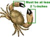 Stone crab claws must be at least 2.75 inches in length.