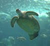 The Kemp’s ridley sea turtle is among the endangered species living along the coast. 