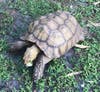 Officer Eric Clague rescued this gopher tortoise on 24th Avenue South. 