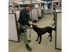 The bomb squad used bomb-detecting dogs to investigate the threat. 
