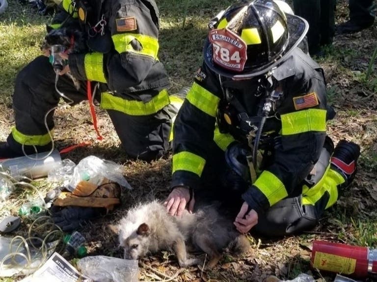 Dramatic Video: Firefighters Rescue Woman, 2 Dogs From House Fire ...
