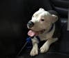 This little guy was taken into custody after refusing to move from someone's front porch in Tampa where he was trying to stay warm on a cold night. 