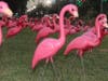 The city kicked off its holiday festivities Monday by decorating 175 Clearwater plastic flamingos in holiday attire.