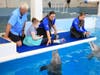 Jim Savage and his greatniece, Grace, meet with Winter the Dolphin 14 years after Savage saved her. 