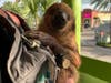 Employees said Sid the sloth loves to hang out and meet visitors to Alligator Attraction.