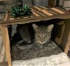 Hillsborough sheriff's employees created a cardboard box bed for Eva to sleep in while she awaited her reunion with her owner.​