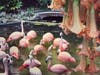 Sunken Gardens became famous for its wandering flamingos.