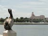 The brown pelican has watched over St. Petersburg for more than 100 years. 