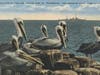 Vintage St. Petersburg postcards pay homage to the brown pelican.