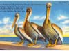 Vintage St. Petersburg postcards pay homage to the brown pelican.