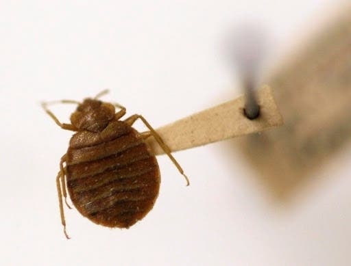 Washington, D.C., ranked as the most bed bug-treated city in the country, according to Orkin.