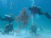 "Swirling" shows viewers underwater coral nurseries.