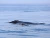 North Atlantic right whale mother, Derecha, and her injured calf are photographed swimming near the surface.