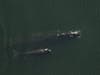 Right whale mother, Derecha, and her injured calf, are photographed from the hexacopter.