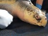 Veterinarians give Charlie a clean bill of health. 