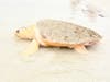 Scooter didn't need much encouragement. As soon as he was released, the loggerhead turtle headed into the water.