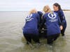 The much lighter critically endangered Kemp's Ridley, Charlie, was released directly into the ocean. 