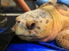 Scooter was found Aug. 25 with a fishing hook lodged in his esophagus. 