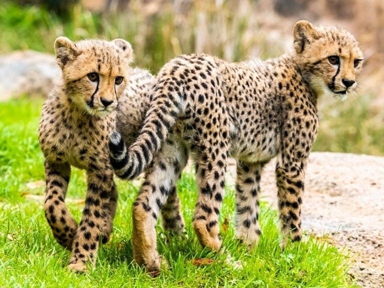 Busch Gardens' cheetah cubs Chase and Dash won't be on their own while the park's closed. Busch Gardens will maintain its staff of veterinarians and animal care experts.