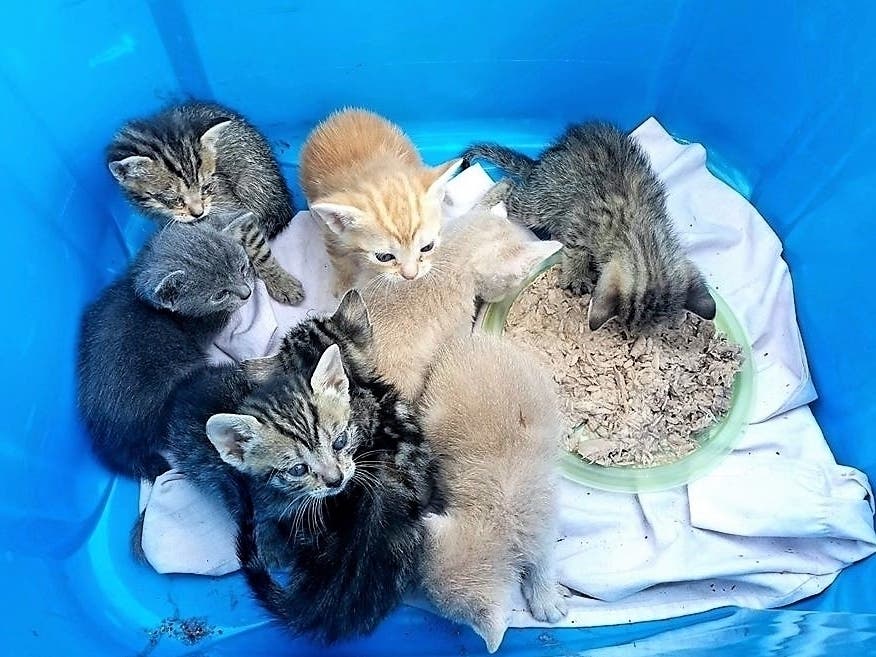 https://patch.com/img/cdn20/users/22976176/20200327/120604/styles/patch_image/public/kitten2___27000418322.jpg