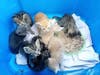 Tampa Police found eight 6-week-old kittens abandoned with no food or water. 