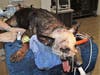 K-9 Vise was stabbed nine times.