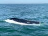 The Coast Guard and a good Samaritan rescued four boaters from an overturned 16-foot vessel in Tampa Bay Wednesday.