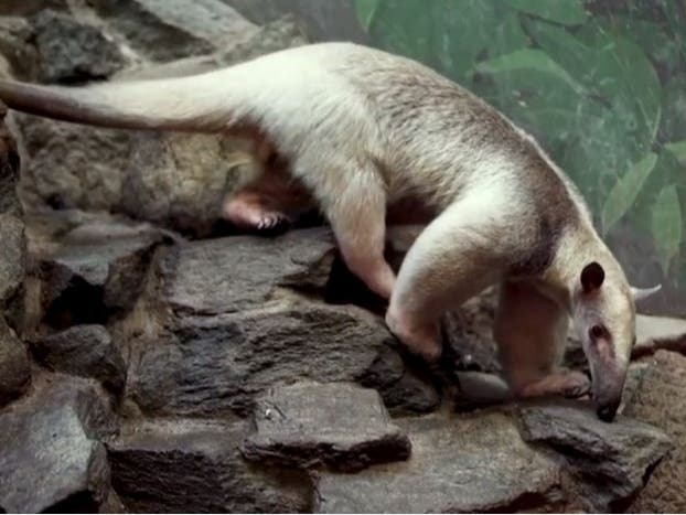 Visit the small mammal house at the Smithsonian's National Zoo among other locations around the world.