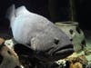 He may not have been pretty but Cleatus the goliath grouper was hands-down the most popular resident of The Florida Aquarium since the aquarium opened its doors 25 years ago. 