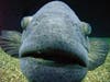 He may not have been pretty but Cleatus the goliath grouper was hands-down the most popular resident of The Florida Aquarium since the aquarium opened its doors 25 years ago. 