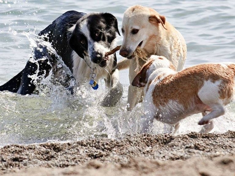 The Davis Islands Dog Park has reopened. 