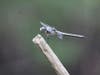 Patch is sharing some amazing nature photos taken by Mark Berlinger, a supervisor at the Jay B. Starkey Wilderness Park, 10500 Wilderness Park Blvd., New Port Richey. 